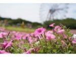 Sony FE 24-105 mm f/4 G OSS